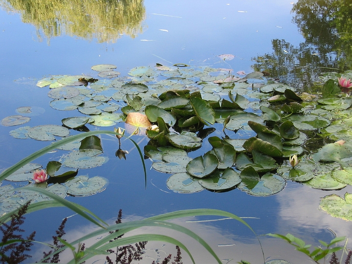 29 Giverny waterlillies.jpg